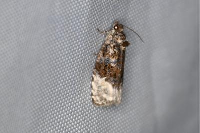 <i>Apotomis betuletana</i>