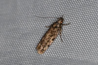 <i>Psoricoptera gibbosella</i>