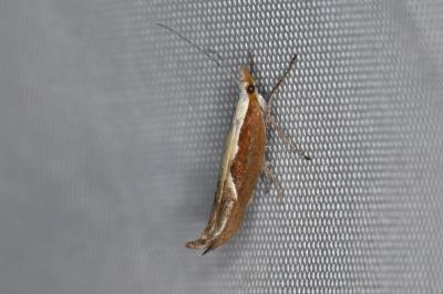 <i>Ypsolopha dentella</i>