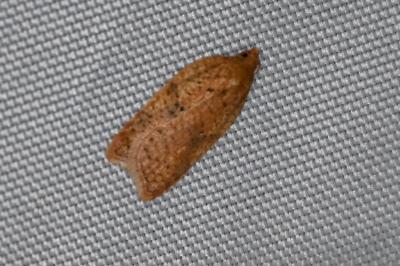 <i>Acleris ferrugana/notana</i>
