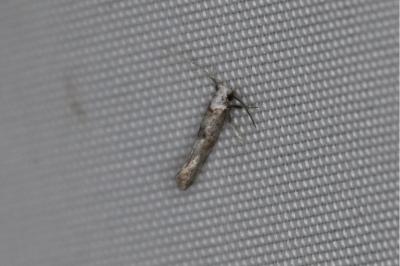 <i>Paraswammerdamia albicapitella</i>