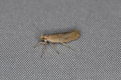 <i>Ypsolopha alpella</i>
