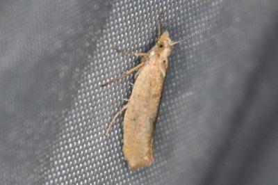 <i>Ypsolopha alpella</i>
