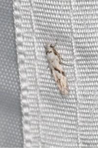 <i>Stenolechia gemmella</i>