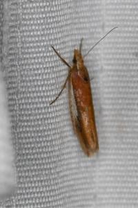 <i>Ypsolopha parenthesella</i>