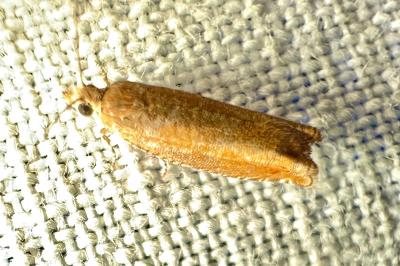 <i>Epinotia tenerana</i>