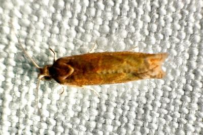 <i>Epinotia tenerana</i>