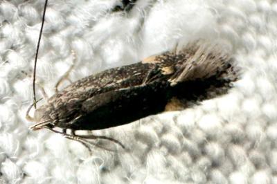 <i>Aproaerema</i>
