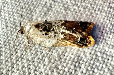 <i>Acleris variegana</i>