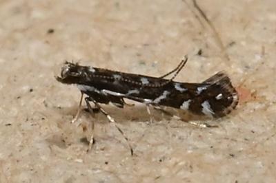 Parectopa ononidis