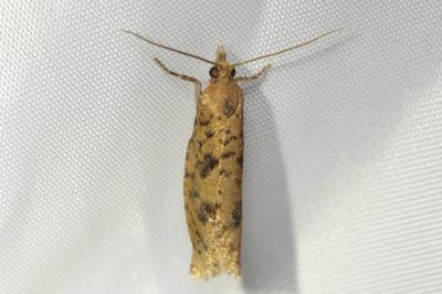 Epinotia caprana