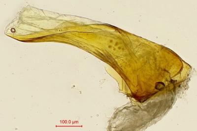 Epinotia caprana