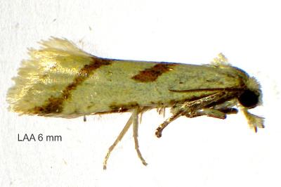 Aethes dilucidana
