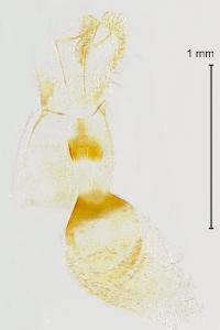 Aethes dilucidana