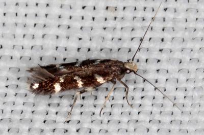 Oxypteryx libertinella