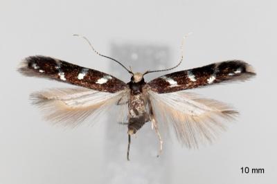 Oxypteryx libertinella