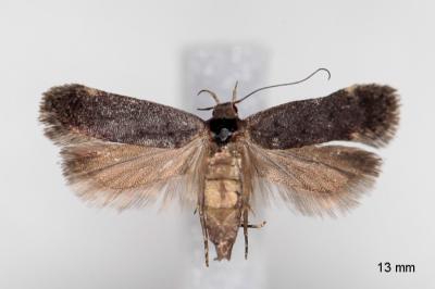 Anacampsis scintillella