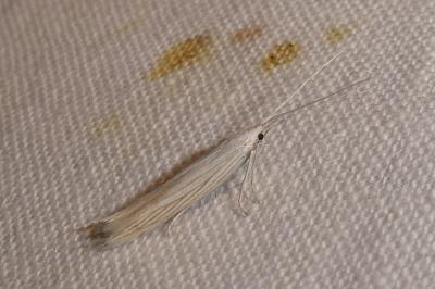 Coleophora paucinotella