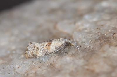 Cochylidia heydeniana