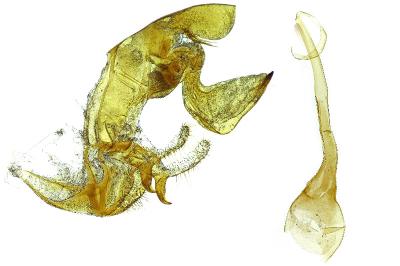 Bryotropha desertella
