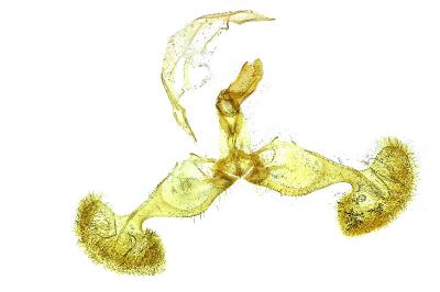 Dichrorampha simpliciana