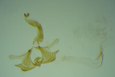 Coleophora coronillae