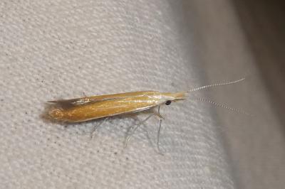 Coleophora coronillae