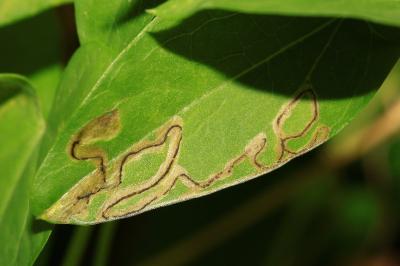 Stigmella freyella