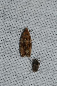 Celypha cespitana