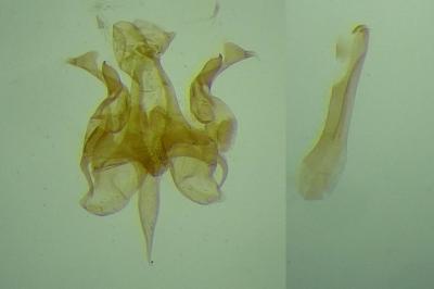 Caryocolum blandelloides