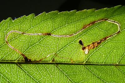 <i>Lyonetia clerkella</i>
