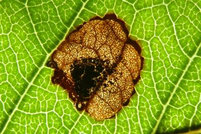 <i>Ectoedemia mahalebella</i>