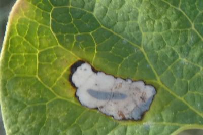 <i>Millieria dolosalis</i>