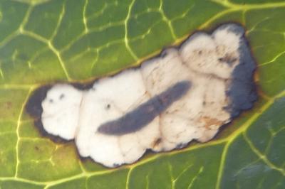 <i>Millieria dolosalis</i>