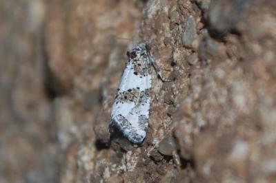 <i>Xerocnephasia rigana</i>