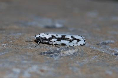 <i>Ethmia pusiella</i>