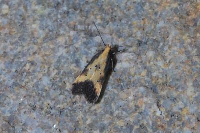 <i>Brachmia dimidiella</i>