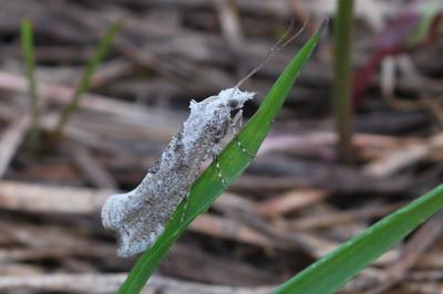 <i>Ypsolopha asperella</i>