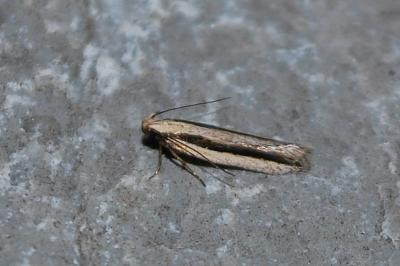 <i>Mirificarma interrupta</i>