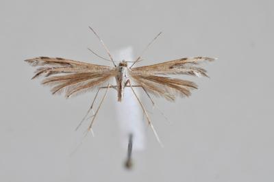 <i>Calyciphora adamas</i>