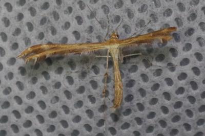 <i>Oxyptilus</i>