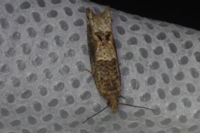 <i>Crocidosema plebejana</i>
