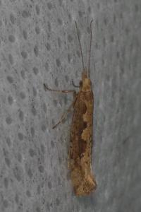 <i>Plutella xylostella</i>