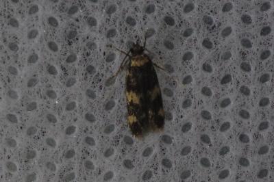 Oegoconia