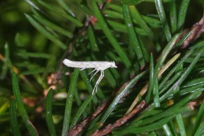 <i>Povolnya leucapennella</i>