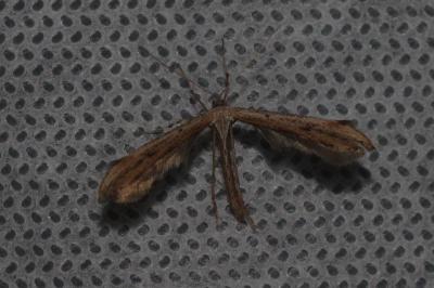 <i>Emmelina monodactyla</i>