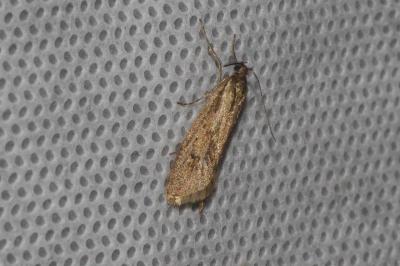 <i>Diurnea lipsiella</i>