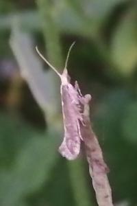 <i>Plutella xylostella</i>