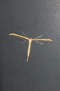 <i>Emmelina monodactyla</i>