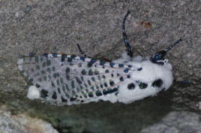 <i>Zeuzera pyrina</i>